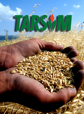 tarsim7